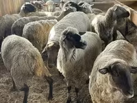 मेढ़ा, White Suffolk sheep — फ़ोटो 1