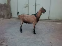 Cabro, Cabras — foto 1