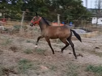 Égua, Lipizzaner — foto 3