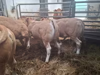 ثور, Blonde d’Aquitane cattle — الصورة 1