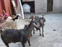 Goats (batch, sex not specified), Goats — photo 7