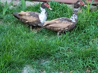 Ducks — 照片 3