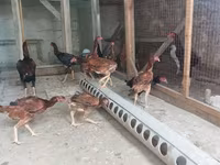 Chickens — foto 1