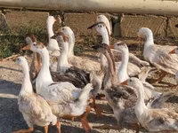 Geese — फ़ोटो 3