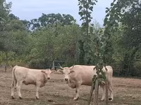 Vaca, Raça Carpatiana Marrom — foto 2