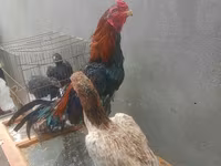 Chickens — 1-rasm