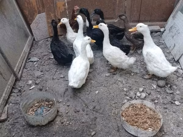 Ducks — Azerbaijan