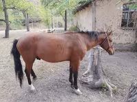 At, Karachay horse — foto 6