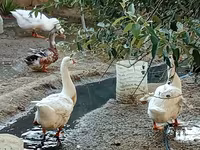Ducks — photo 3