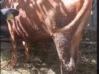 İnək, Simmental cattle — foto 2
