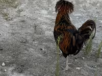Chickens — الصورة 4