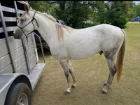 Hengst, Missouri foxtrotter — Foto 2