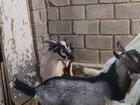 Keçi, LaMancha goats — foto 3