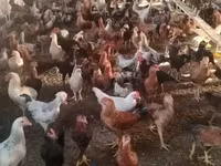 Chickens — photo 3