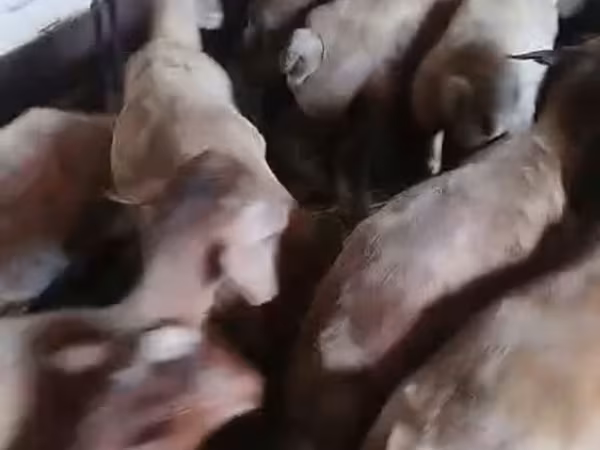 Sheep (batch, sex not specified), Sheep