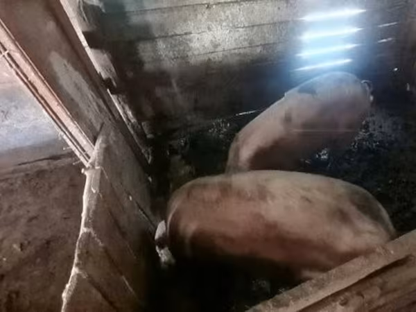 公猪, Pigs