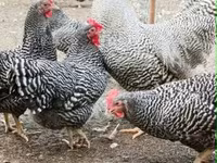Chickens — foto 5