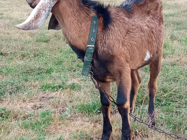 Kozel, Nubian Goat