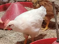 Chickens — photo 6