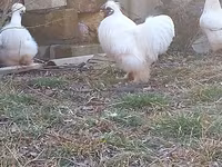 Chickens — foto 4