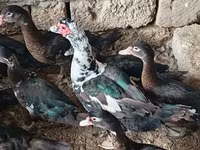 Ducks — Foto 6
