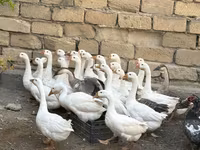 Geese — photo 1