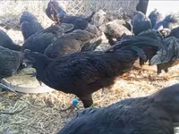 Ayam Cemani — Foto 7