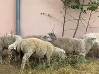 公羊, Ile-de-France sheep — 照片 2