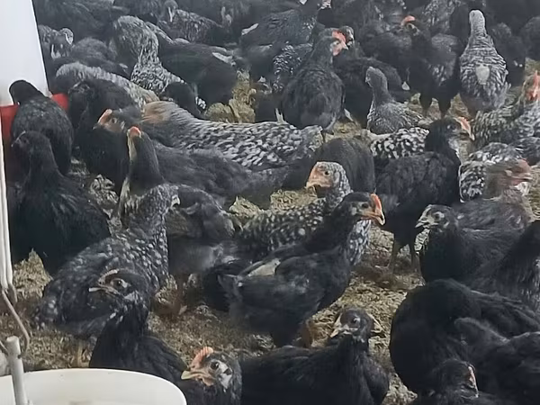Chickens — Azerbaijan