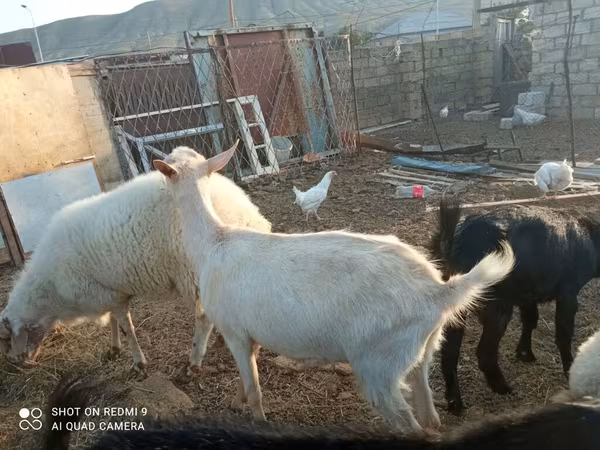 Keçilər (partiya, cinsi göstərilməyib), Keçilər