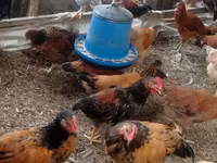 Chickens — الصورة 3