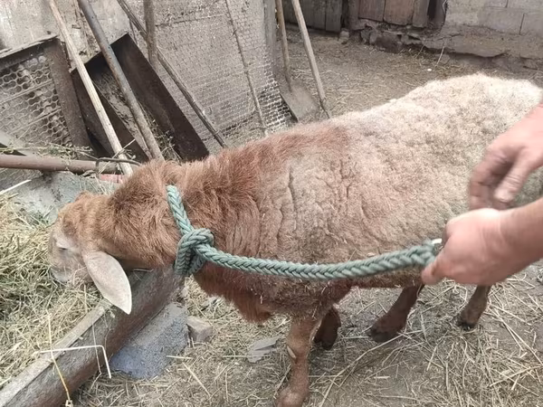 Qoç, Qoyunlar