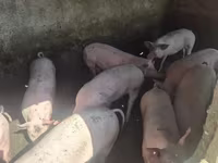 Boar, Pigs — photo 1