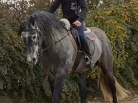 At, Andalusian horse — foto 3