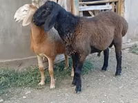 كبش, Arashan sheep — الصورة 1
