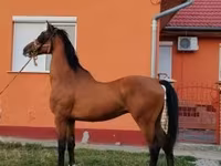 Caballo, Dutch warmblood horse — foto 7