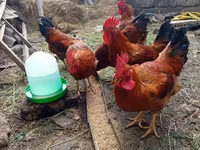 Chickens — Foto 2