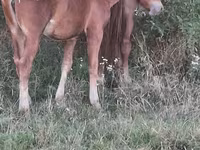 Mare, Horses — photo 3