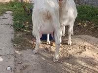 عنزة, Alpine goat — الصورة 8