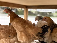 Chickens — foto 2