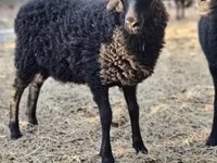 Вівця, Racka sheep — фото 2