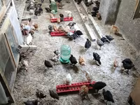 Chickens — photo 2