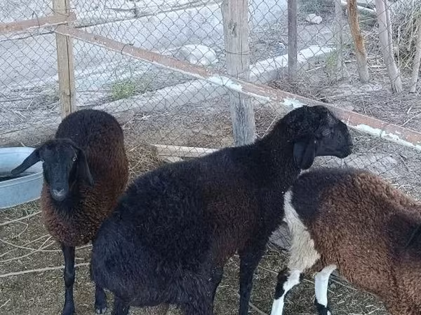 Ram, Sheep