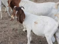 Keçi, Boer goat — foto 3