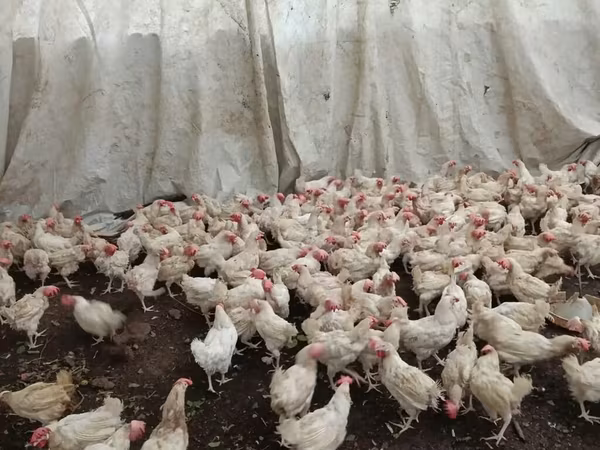 Chickens — Azerbaijan