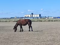Kobyła, Horse breed — zdjęcie 2