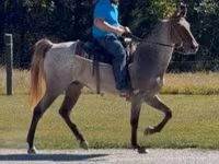 घोड़ा, Rocky Mountain Horse — फ़ोटो 8