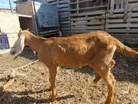 Sheep (batch, sex not specified), Sheep — photo 4