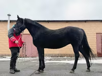 Toychoq, Akhal-Teke — 6-rasm