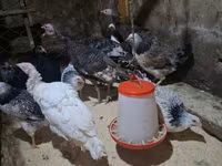 Chickens — foto 4